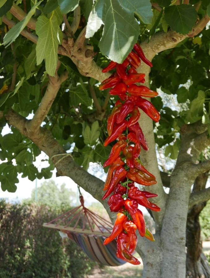 ホテル Al Bosco Delle Api Gallicchio エクステリア 写真